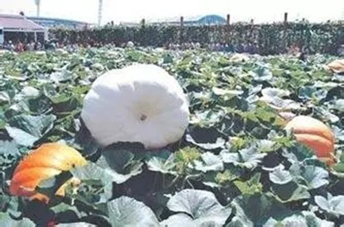 LED植物照明种植成为神舟飞天的一大亮点