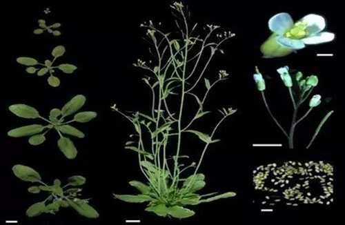 LED植物照明种植成为神舟飞天的一大亮点
