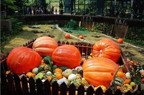 LED植物照明种植成为神舟飞天的一大亮点