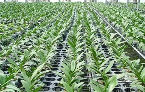 LED植物照明种植成为神舟飞天的一大亮点