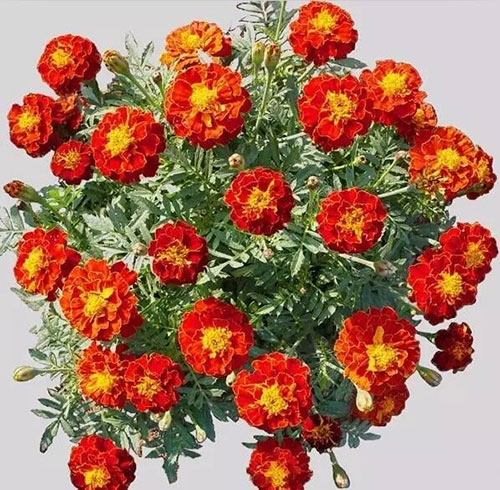 LED植物照明种植成为神舟飞天的一大亮点