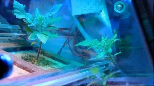 神舟十一号返回地球，回顾航天员太空植物工厂之旅