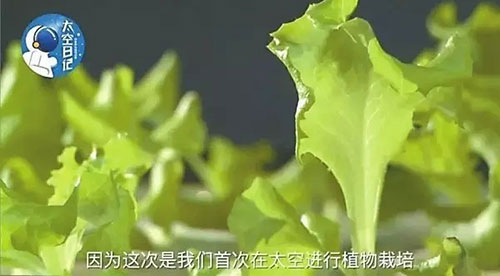 神舟十一号返回地球，回顾航天员太空植物工厂之旅