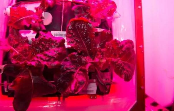 NASA LED植物培养箱再升级 2017年将被送往空间站