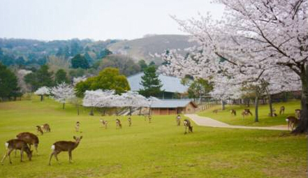 匠心之旅，2017年日本植物工厂游学来啦！