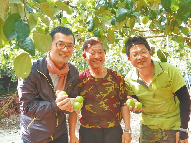 大枣栽培采用LED，安全大枣被采摘一空