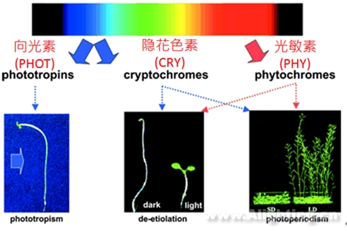 植物照明的光谱配比难题如何解