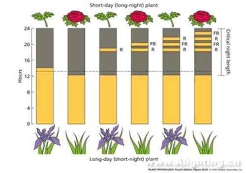 植物生长密码:不同光谱对生长的影响