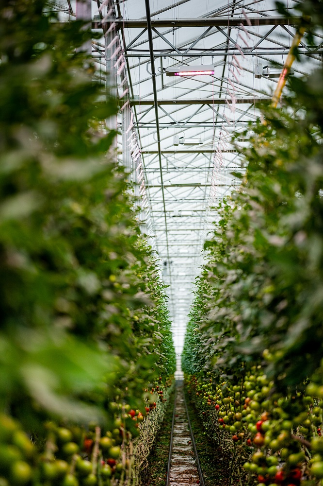 【新闻图片】飞利浦LED植物照明团队携手Sunterra温室，以先进的植物补光系统助力番茄和草莓全年高产 01.jpg