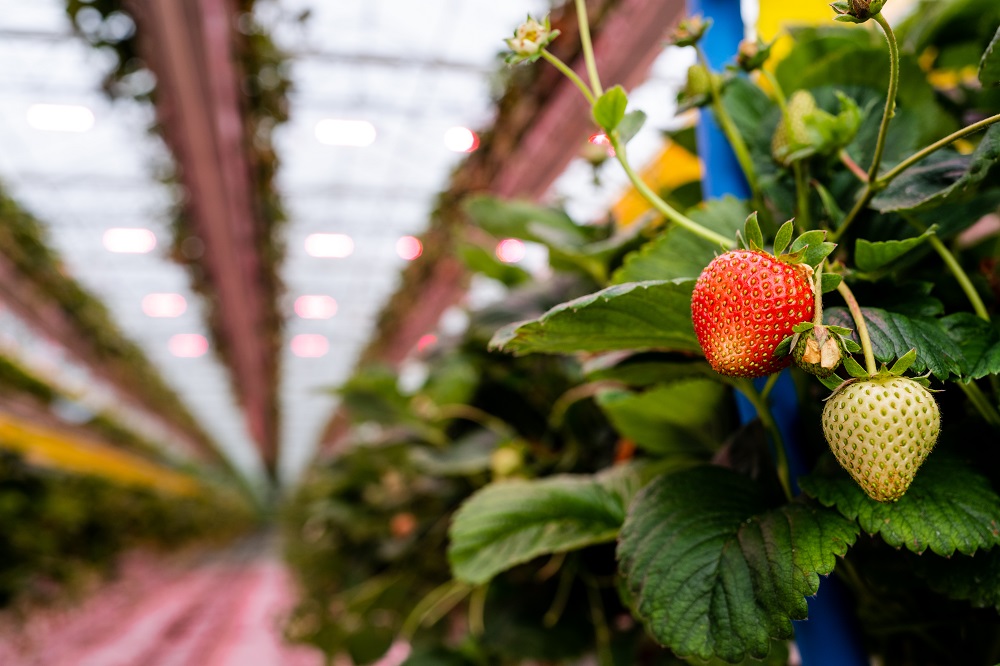 【新闻图片】飞利浦LED植物照明团队携手Sunterra温室，以先进的植物补光系统助力番茄和草莓全年高产 03.jpg