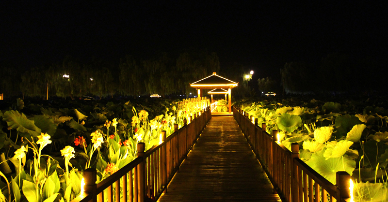 太湖湿地公园夜景图片