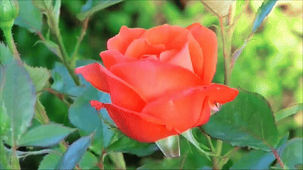 17.gif